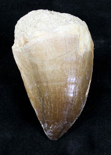 Mosasaur (Prognathodon) Tooth #20229